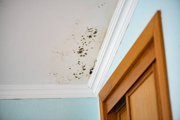 Best Post-Flood Mold Remediation in Miami Gardens, FL
